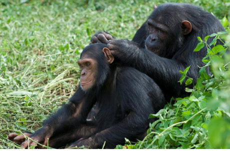 Who's imitating who? Chimps grooming each other