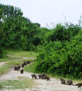 Our family of Mongooses trot off into the Bush at Mweya