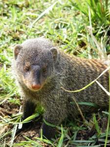 Cute and fluffy or too much like a rat to you? Endlessly fascinating Mongooses