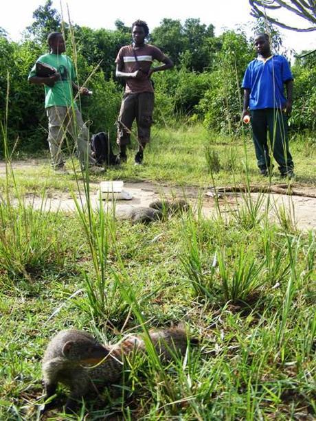 The Mongooses Experience in Queen Elizabeth National Park