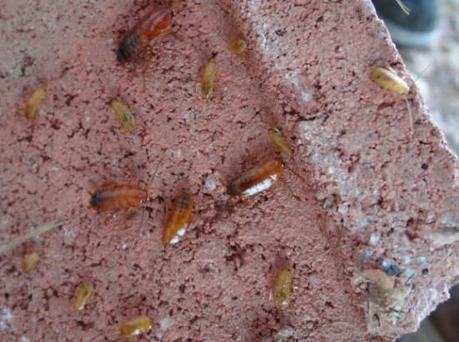 Several generations of a cockroach family live and eat together: image via stopbuggn.com