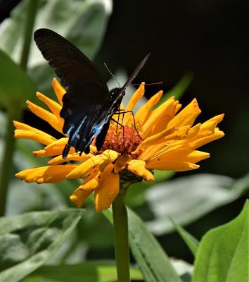 Zinnias and Butterflies