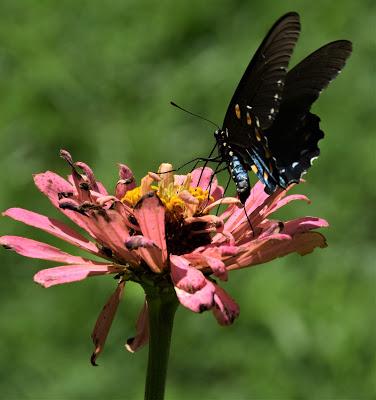 Zinnias and Butterflies