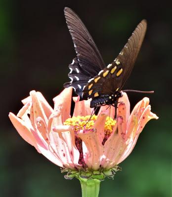 Zinnias and Butterflies