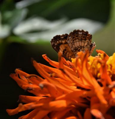 Zinnias and Butterflies