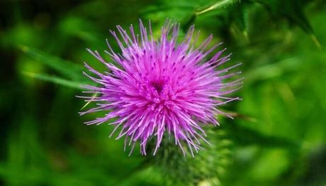 What is Milk Thistle? and its Amazing Benefits