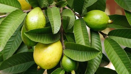 Guava Leaves – the magical medicine for Hair Growth