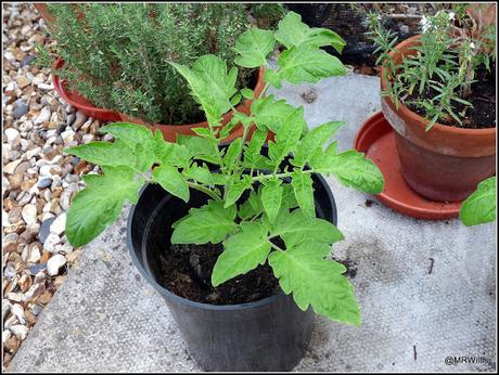 Tomatoes progress report