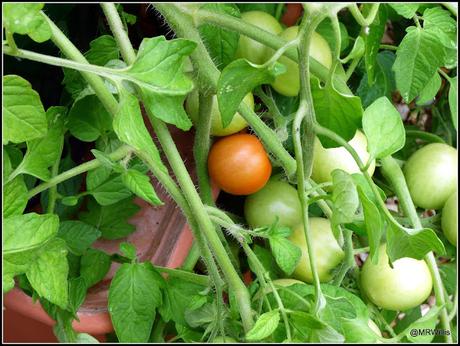 Tomatoes progress report