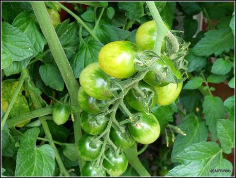 Tomatoes progress report