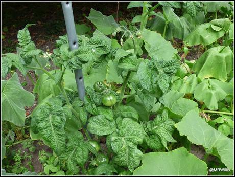 Tomatoes progress report