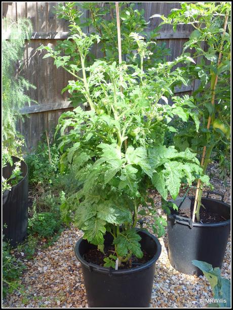 Tomatoes progress report