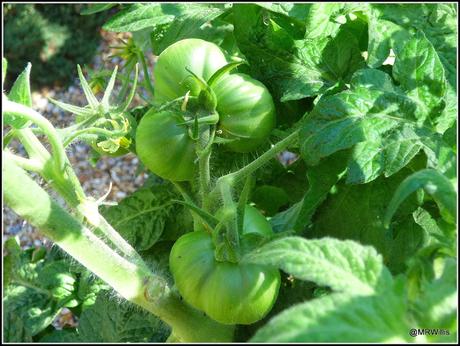 Tomatoes progress report