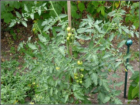 Tomatoes progress report