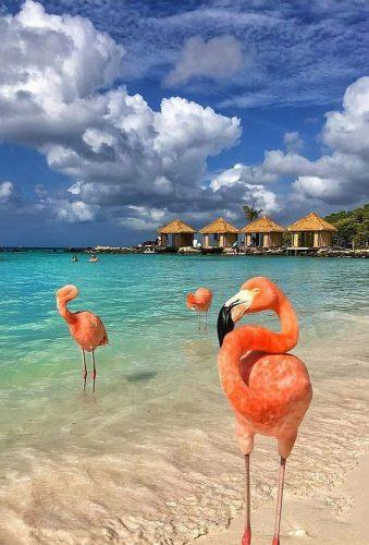 unique honeymoon destinations pink flamingo cbezerraphotos