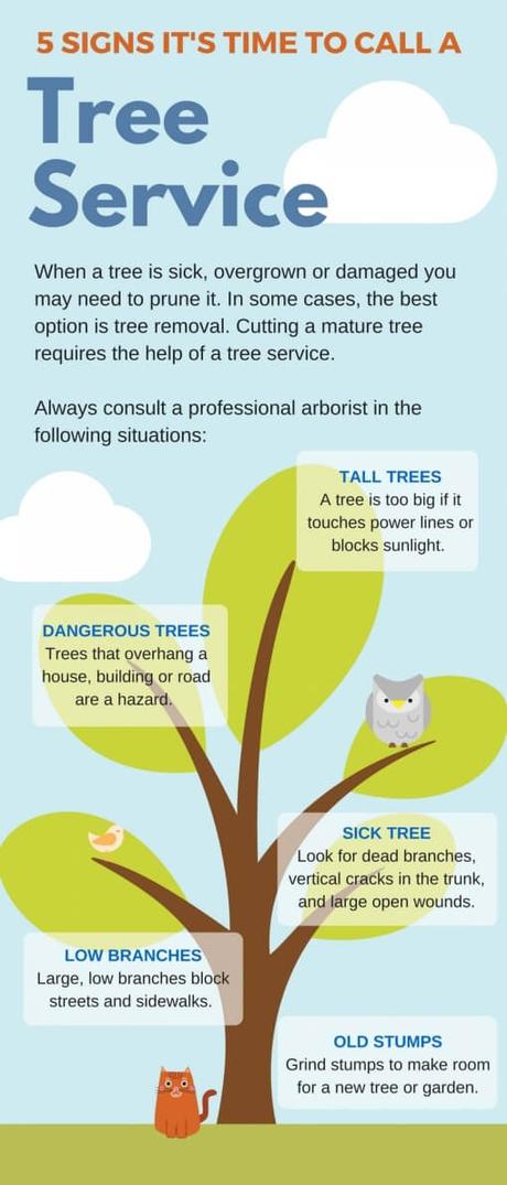 5 Signs that you need to call a tree services company