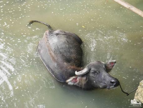 Bathing carabao