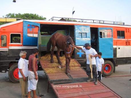 carriage of horse ~ liability when truck broke down  - Insurer's liablity