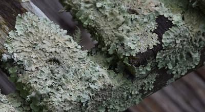 Playing with the New Camera . . .