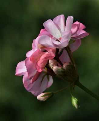 Playing with the New Camera . . .