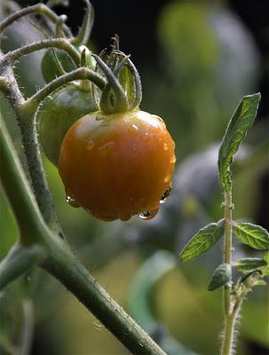 Playing with the New Camera . . .