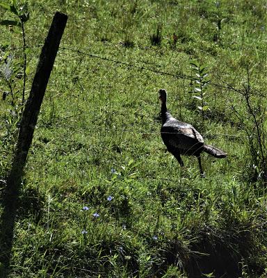 Playing with the New Camera . . .