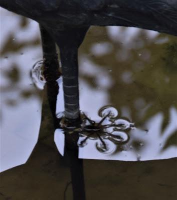 Playing with the New Camera . . .