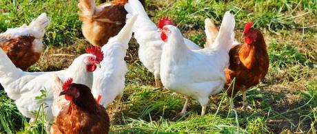 Newcastle Disease in Poultry | Coming to the UK?