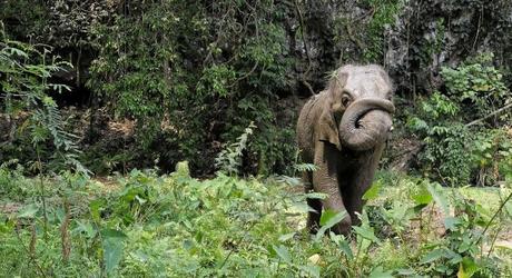 Enchanting Travel Vietanam Tours Buon Ma Thuot Asian elephant trunk roll.