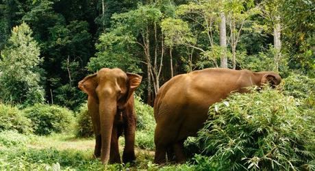 Enchanting Travel Cambodia Tours Mondulkiri Elephant