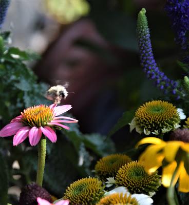 Refreshing the Sundial Garden