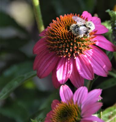 Refreshing the Sundial Garden