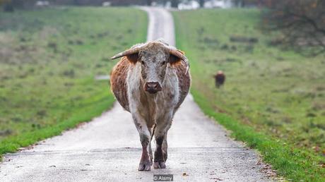 mother Cow index ~ Quantitative Vs Qualitative analysis