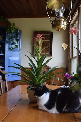 Corycat Ignores Layla