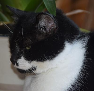 Corycat Ignores Layla