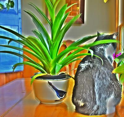 Corycat Ignores Layla