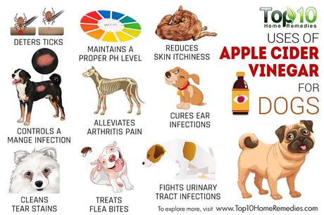 does apple cider vinegar clean dog urine