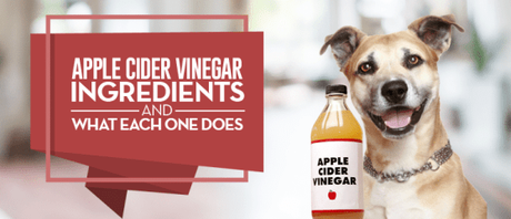 10 Surprising Usages of Apple Cider Vinegar for Dogs