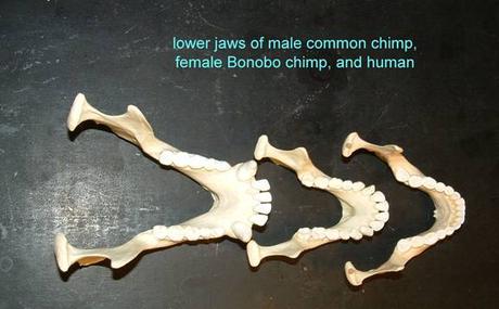 Our mouth evolved faster and longer than any other primates