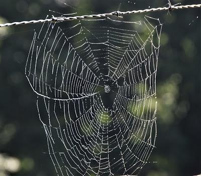 The Web
