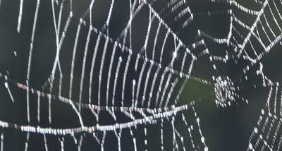 The Web