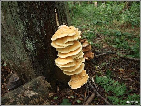 Chicken Of The Woods