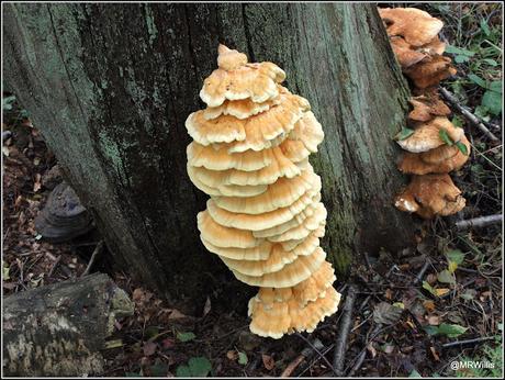 Chicken Of The Woods