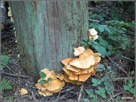 Chicken Of The Woods