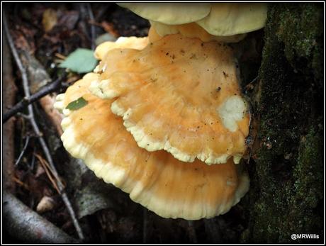 Chicken Of The Woods