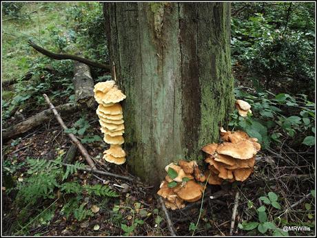 Chicken Of The Woods