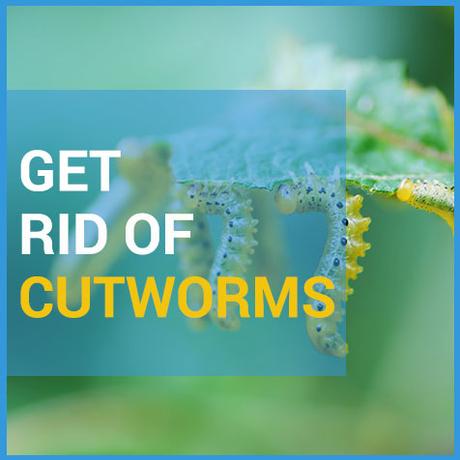 Cutworms – How To Identify And Get Rid Of Them
