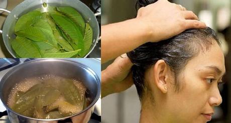 Why is guava leaves good for your hair
