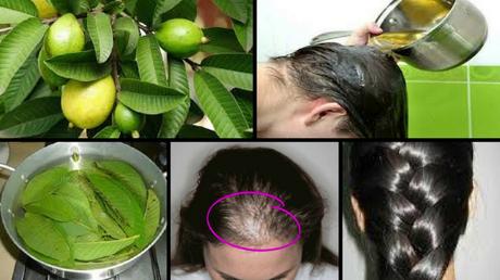 use guava leaves to improve your hair growth