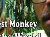 Philippine Tarsier Sanctuary Corella Bohol Witness Smallest Monkey World?